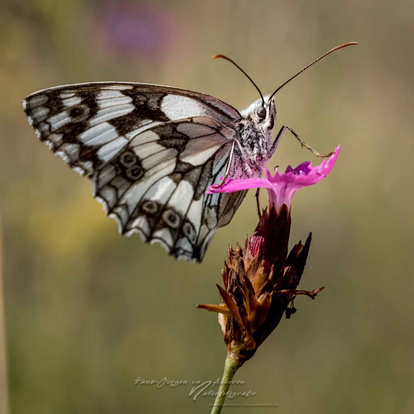 _DM45932 Schachbrettfalter